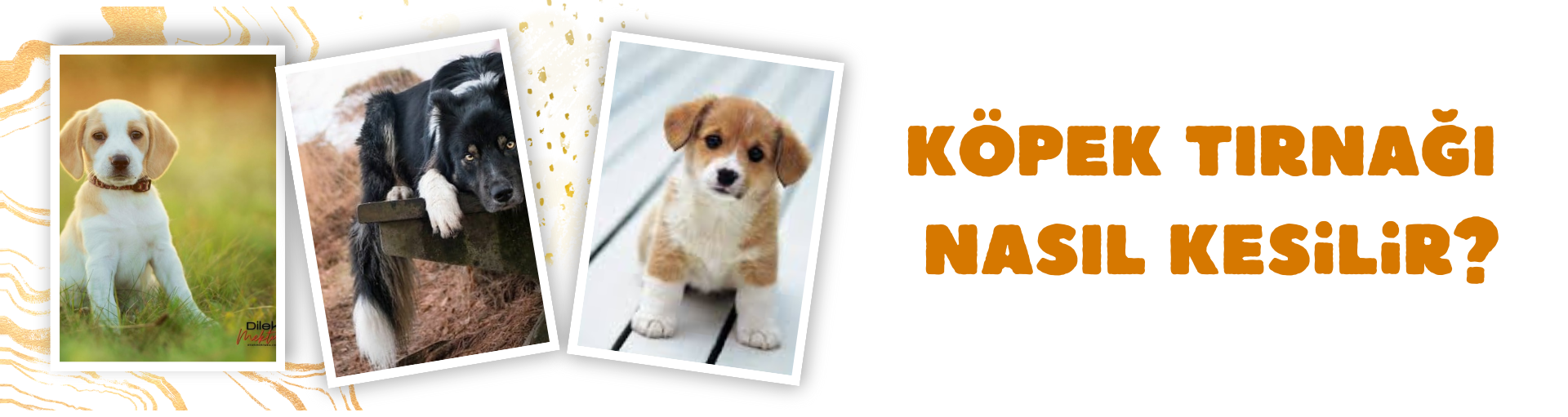 Köpek Tırnağı Nasıl Kesilir?